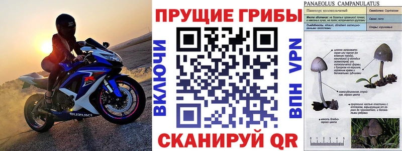 Псилоцибиновые грибы Psilocybe  Купить закладки  Константиновск 
